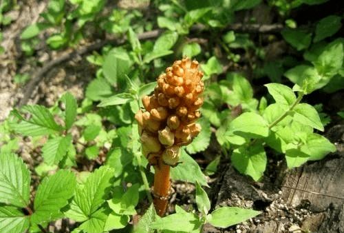 價格暴跌 去年上百噸不愁賣,今年又是幾十噸堆成山沒人收,問題出在哪里