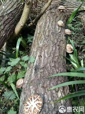 秦嶺深山椴木香菇,入冬新菇,直徑3-5cm,均勻,肉質(zhì)厚實(shí)。