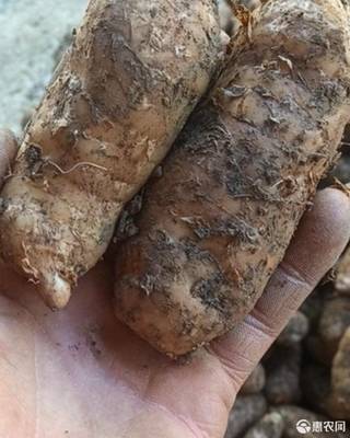 [天麻小草壩深山天麻價(jià)格11斤