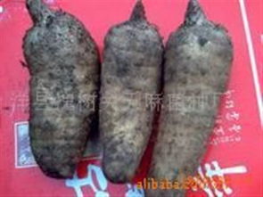 鮮天麻 洋縣槐樹關(guān)天麻菌種廠