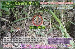 天麻種植公司在休眠期采收藥效高